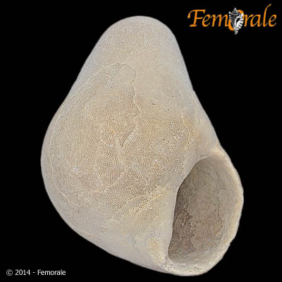 Hydrocorella sp. 146680