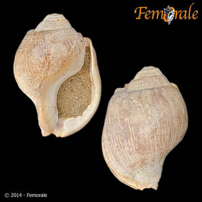 Aspa cf. marginata (Gmelin, 1791)†