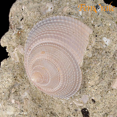 Astele paolucciae (Landau, 1984)†