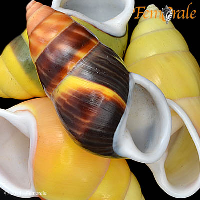 Amphidromus perversus group: perversus melanoma (Pfeiffer, 1852); perversus solemi Abbas & Krull, 2009; buloti Laidaw & Solem, 1961; buloti stevensoni