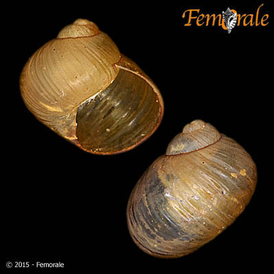 Simpulopsis gomesae da Silva & Thomé, 2006