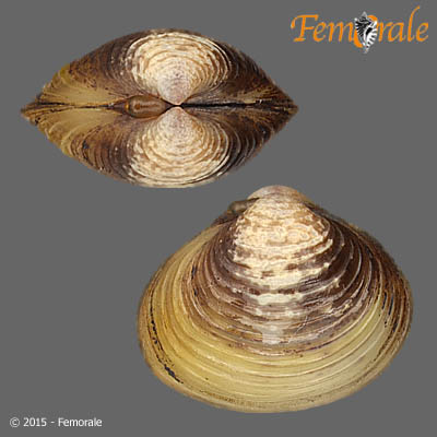 enlarge photo