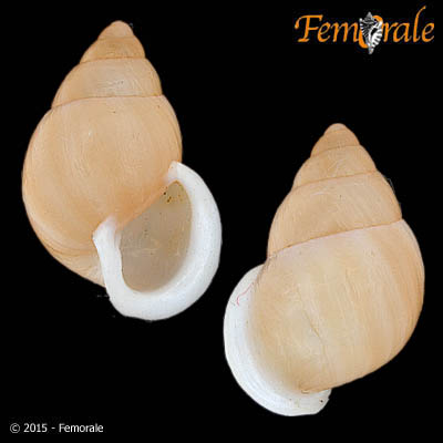 Partula taeniata nucleola ´Pease´Garrett, 1884