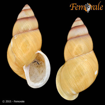 Partula rosea cognata ´Pease´ Garrett, 1884