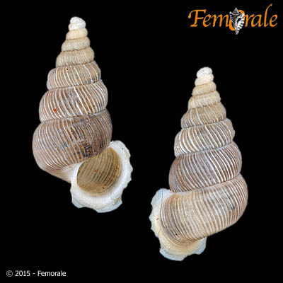 Cochlostoma auritum (Rossmässler, 1837)