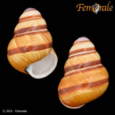 Orthostylus metaformis (A. Férussac, 1821)