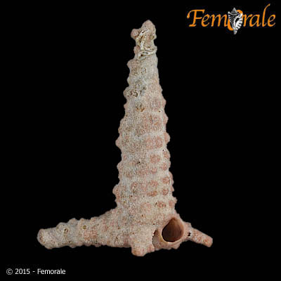Hydrocorella africana Stechow, 1902
