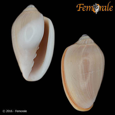 enlarge photo