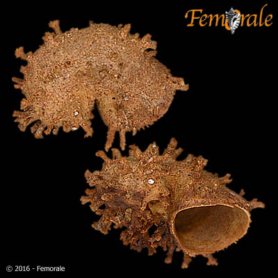 Hydroctinia echinata (Fleming, 1828)