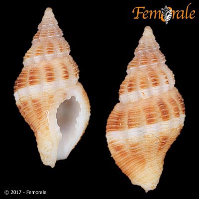 Parviphos marijkae (De Jong & Coomans, 1988)