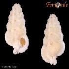 enlarge photo
