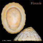 enlarge photo