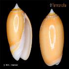 enlarge photo