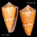 enlarge photo