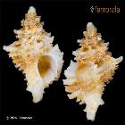 enlarge photo