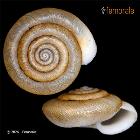 enlarge photo