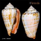 enlarge photo