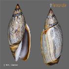 enlarge photo