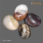 enlarge photo