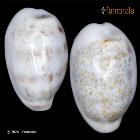 enlarge photo