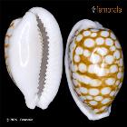 Cypraea cribraria L., 1758