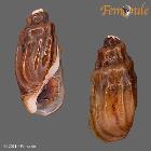 enlarge photo