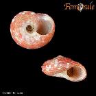 enlarge photo