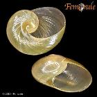 enlarge photo