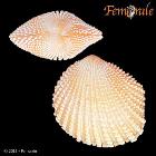 enlarge photo