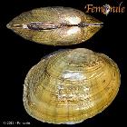 enlarge photo