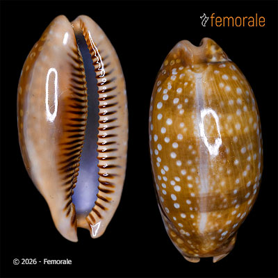 Cypraea cervinetta Kiener, 1843