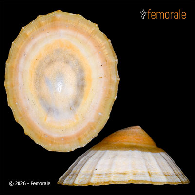 Cellana flava (F. W. Hutton, 1873)