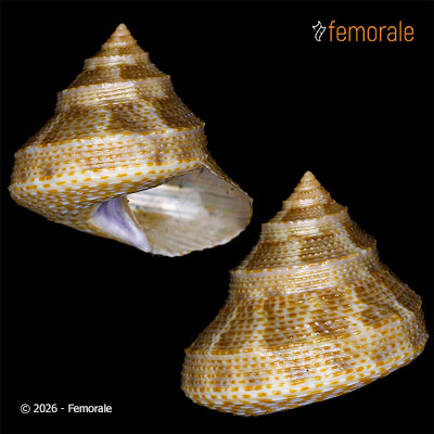 Calliostoma palmeri (Dall, 1871)