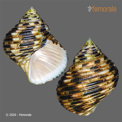 Turbo setosus Gmelin, 1791