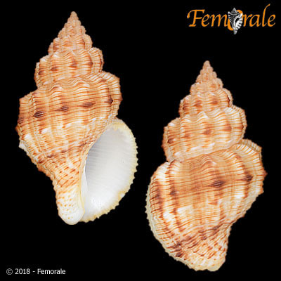 enlarge photo
