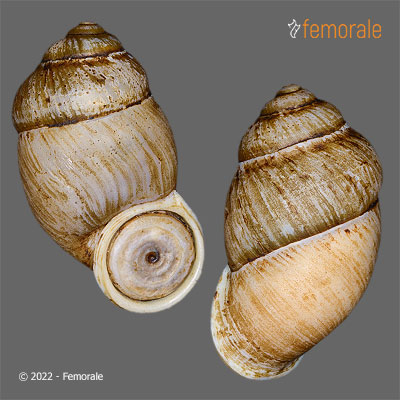 enlarge photo