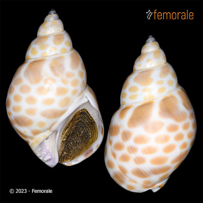 enlarge photo