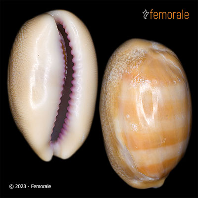enlarge photo